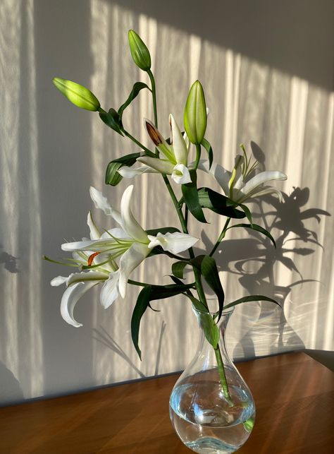 Lily Vases, White Lilly, Plains Background, Pipe Dream, Lily White, Apartment Plans, White Lilies, Clay Flowers, Glass Photo