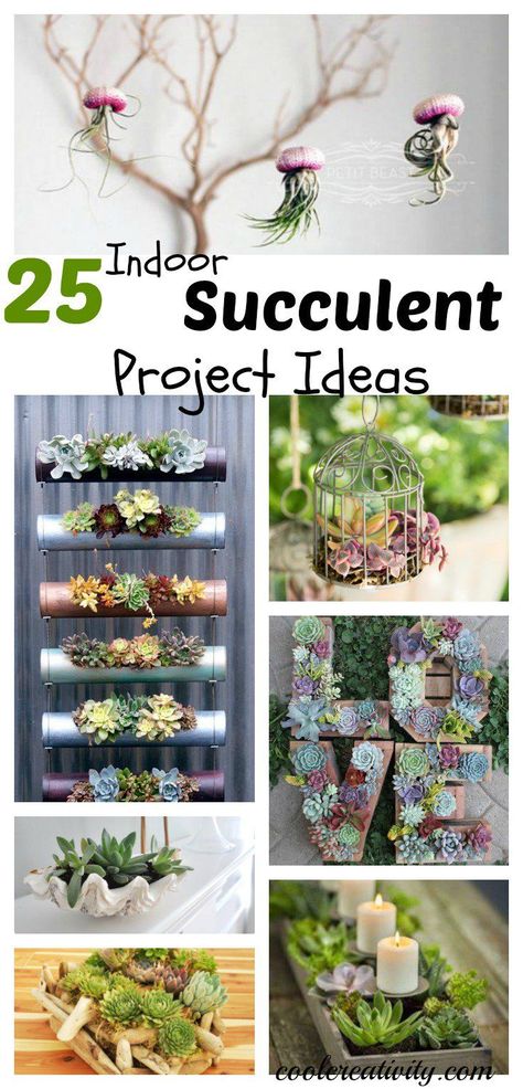 25 Indoor Succulent DIY Project Ideas Indoor Succulent Planter, Succulent Diy, Diy Project Ideas, Succulent Garden Indoor, Indoor Vegetable Gardening, Succulent Garden Diy, Succulent Gardening, Indoor Gardens, Succulents Indoor