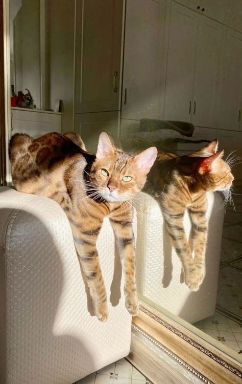 Bengal Cat Aesthetic, Mischievous Cat, Cat Bengal, Funniest Cat, My Laptop, Gorgeous Cats, Silly Cats Pictures, Cute Cats Photos, Pretty Animals