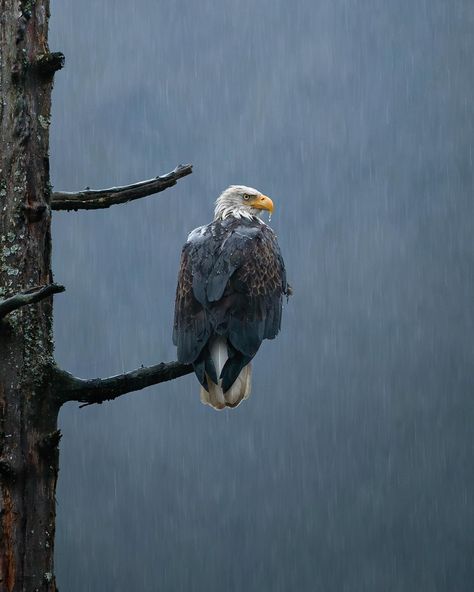 Bald Eagle Aesthetic, Eagle Aesthetic, Bald Eagle Photography, Bald Eagle Flying, Black Mask Aesthetic, Balance Of Life, Aigle Royal, Eagle Pose, Heavy Rainfall