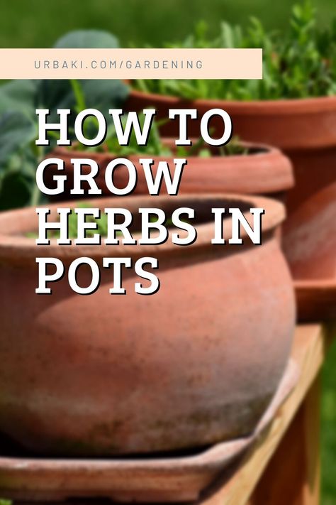 Herbs Outdoor, Herbs In Pots, Garden Redesign, Growing Herbs In Pots, How To Grow Herbs, Large Terracotta Pots, Herb Garden Pots, Grow Herbs, Herb Planters