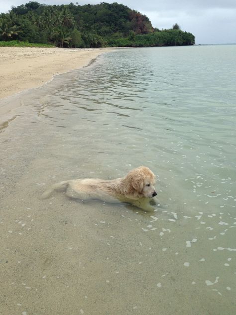 m-ooonn: “ she sat in the water for like an hour, just staring at the water peacefully ” Nosara, Golden Retriever Mix, Loyal Friends, Beach Quotes, In The Ocean, Sweet Animals, Cute Creatures, Training Tips, 귀여운 동물