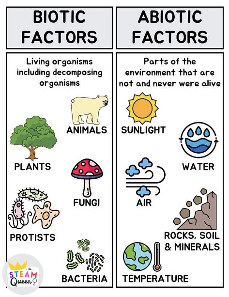 Living vs. Non-living Biotic and abiotic factors of ecosystems. Diagram visual T-chart. Biotic: 5 kingdoms including plants, animals, fungi, protists, bacteria. Abiotic: Temperature, rocks, minerals, soil, air, water, sunlight. Biotic And Abiotic Resources, Biology Chart Ideas, Biodiversity Aesthetic, Living Vs Non Living, Biotic And Abiotic Factors, Biotic Factors, Abiotic Factors, Ecosystem Activities, Non Living Things