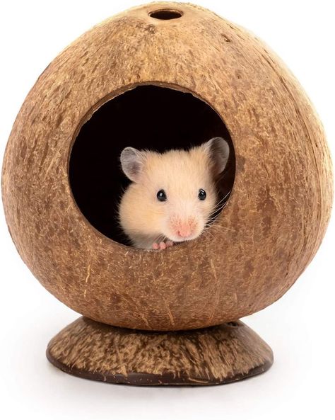 Small Hamster, Cage Hamster, Hamster Habitat, Hamster Bedding, Hamster Toys, Pet Paradise, Hamster House, Small Animal Cage, Pocket Pet