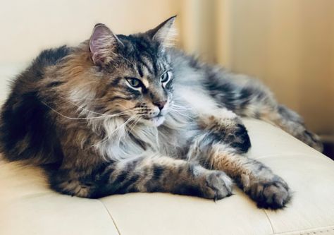 Main Coon cats have grown in popularity over the last decade. They are considered the largest of the domestic cats and are very docile in nature. Main Coon cats make Largest Domestic Cat, Human Personality, House Cats, Large House, Lots Of Cats, Great Cat, Cat Hair, Domestic Cat, Screened In Porch