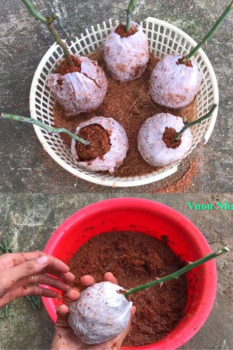 How to grow roses from cuttings easily! Compare the BEST & worst ways to propagate in water or soil, using potatoes, & root by air layering. - A Piece of Rainbow backyard, garden, flower gardening ideas, flowers, spring, summer, propagation, rooting plants #roses #propagation #backyard #gardens #gardening #gardeningtips #gardenideas #containergardening #diy #summer #spring #porch Roses Propagation, Canning Asparagus, Roses In Potatoes, Propagate In Water, Grow Roses From Cuttings, Roses From Cuttings, Roses Garden Care, Rooting Plants, Flower Gardening Ideas