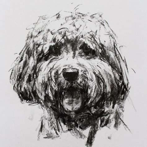 Shaggy dog, the lovely Dougal. I can’t have visitors to my studio, but you can still email me pics! #cockapoo #cockapoosofinstagram #charcoal Cockapoo Drawing, Shaggy Dog, Dog Artist, Dog Prints, Animal Drawings Sketches, Art Portraits, Fine Art Portraits, Dog Paintings, Art Contemporary