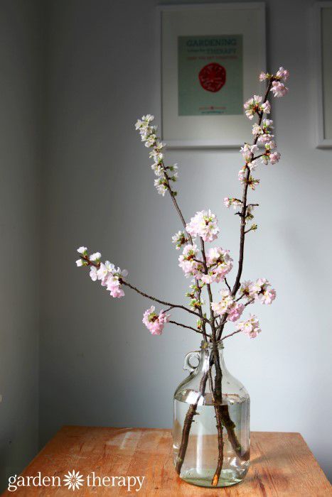 How to Force Flowering Branches to Bloom Indoors Branch Arrangements, Cherry Blossom Vase, Vase With Branches, Flowering Branches, Spring Food, Cherry Blossom Branch, Inside Plants, Garden Help, Branch Decor