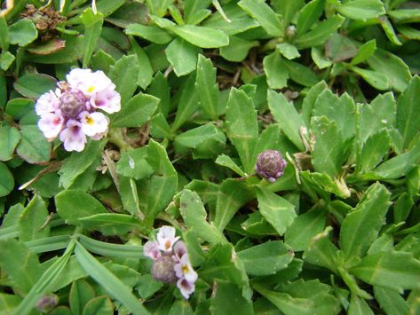 Native Lawn, Frog Fruit, Lawn Replacement, Zone 9b, Commercial Landscape Design, Desert Willow, Bee Flower, Ground Covers, Sustainable Landscaping