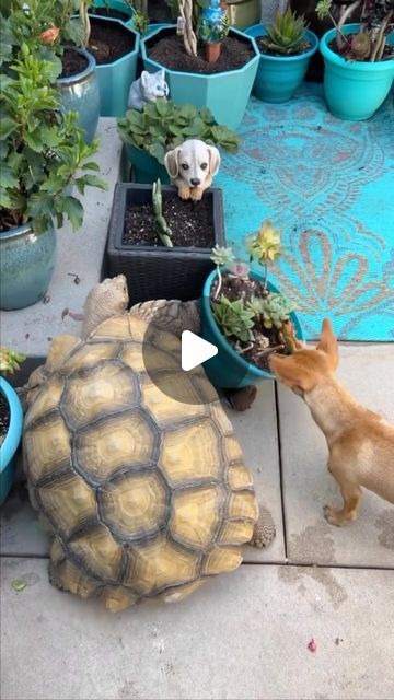 Turtle Videos, Kids Castle, Pet Turtle, Wild Kingdom, Animals Friendship, Animal Antics, Happy Dance, Dance Moves, Happy Dogs