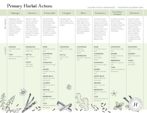 Herbal Monographs, Herbalist Garden, Crunchy Stuff, Medicinal Herbs Remedies, Tea Blending, Herbs Remedies, Herbal Academy, Student Dashboard, Essential Oils Herbs