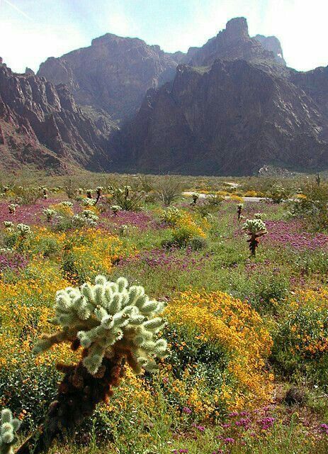 Arizona Beauty, Yuma Az, Cathedral Rock, Yuma Arizona, Beautiful Desert, Arizona Landscape, Desert Dream, Desert Life, Desert Flowers