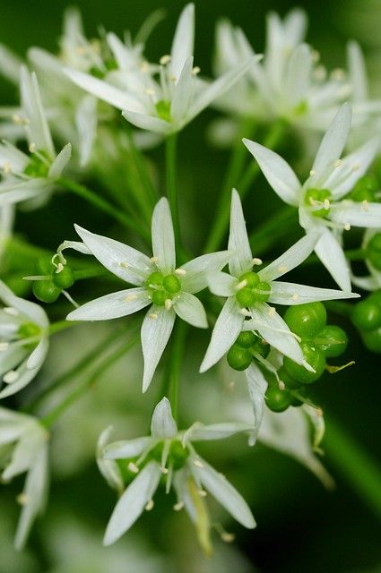 Allium ursinum. Ramsons. Wild Garlic. | Lliam Rooney | Flickr Allium Ursinum, Wild Garlic, Photography Photos, Amsterdam, Garlic, Plants