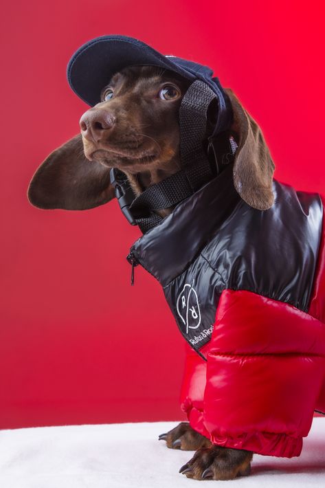 A professional photo of dachshund dog wearing a Red and Navy Puffer Jacket with a Navy Cap, he is facing side on to the camera and looking into the lens Dachshund Photoshoot, Creative Pet Photography, Unique Dog Photography, Daschund Photoshoot, Dog Editorial Photography, Photoshoot Cinematic, Pet Photoshoot, Dog Photoshoot Pet Photography, Pet Photography Tips