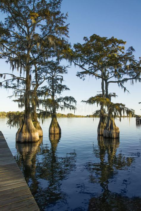 BBald cypress in the lake. Swamp (bald), cypress (Taxodium distichum) in the lak , #ad, #Swamp, #bald, #lake, #BBald, #cypress #ad Swamp Cypress, Taxodium Distichum, Bald Cypress Tree, Cypress Swamp, Bald Cypress, Photography Templates, Cypress Trees, Spanish Moss, Landscape Ideas