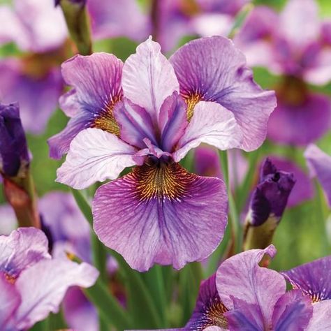 Iris siberica 'Light of Heart' Iris Siberica, Flowers