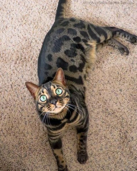 Animals Of Instagram Spotlight Of The Week: Mose, The Charcoal Bengal Charcoal Bengal Cat, Charcoal Bengal, Bengal Cat Kitten, Cute Animal Tattoos, Most Popular Cat Breeds, Popular Cat Breeds, Animals Tattoo, Bengal Kitten, Nature Wallpapers