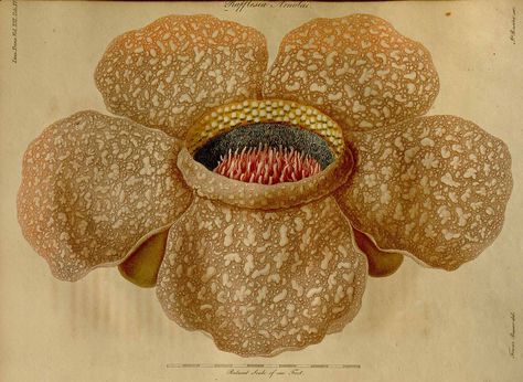 36105 Rafflesia arnoldii R. Br. / Transactions of the Linnean Society of London, vol. 13: t.  15 (1822) [Franz Bauer] Corpse Lily, Rafflesia Arnoldii, Carrion Flower, Lily Pictures, Corpse Flower, John Bauer, Botanical Tattoo, Gcse Art, Big Flowers