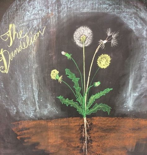 Waldorf Botany, Waldorf Grade 3 Farming, Waldorf Chalkboard, Waldorf Grade 5 Botany, Main Lesson Book Waldorf, Waldorf Chalkboard Drawings Grade 1, Childrens Gardening, Plant Study, Shady Tree