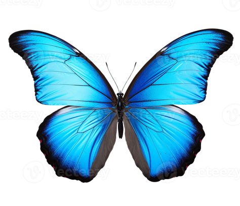 Butterfly Transparent Background, Blue Butterfly Png, Png Butterfly, Butterfly Png, The Butterfly, Blue Butterfly, Free Png, Enchanted, Transparent Background