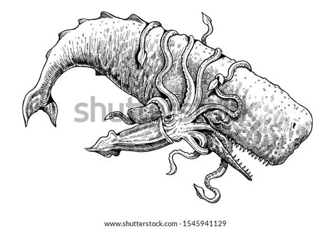 Battle Between Sperm Whale Giant Squid Stock Illustration 1545941129 | Shutterstock Giant Squid Illustration, Sperm Whale Drawing, Whale Drawing, Whale Illustration, Giant Squid, Turtle Drawing, Sperm Whale, Kraken, Whales