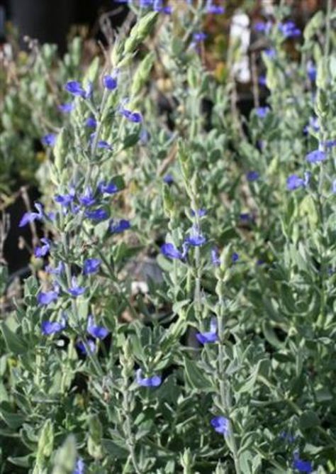 Salvia chamaedryoides Pineapple Sage, Plant Catalogs, Specimen Trees, Plant Guide, Attract Pollinators, Plant Collection, Mulch, Growing Plants, Green Leaves