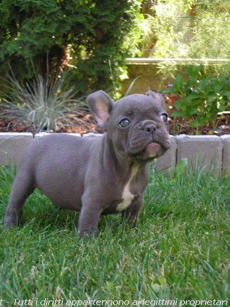 Bulldog Francese, Braut Make-up, Healthy Pets, Some Pictures, Pet Dog, Good News, French Bulldog, Dog Breeds, Animal Lover