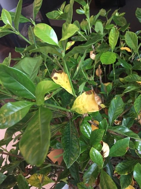 As an evergreen shrub, it is normal for older leaves of a gardenia to turn yellow and drop. This typically occurs during early spring before new growth appears. If chlorosis (leaf yellowing) occurs at other times of the year and there is no evidence of insect pests or disease, and the remaining leaves look healthy, Gardenia Leaves Turning Yellow, Frostproof Gardenia, Gardenia Fertilizer, Gardenia Care, Gardenia Trees, Growing Gardenias, Gardenia Bush, Plant Leaves Turning Brown, Gardenia Plant