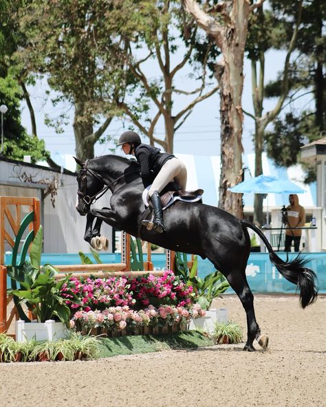 Hunter Horse Show, Hunter Jumper Aesthetic, Hunter Jumping, Jumper Aesthetic, Hunter Jumper Horses, Hunter Horse, Equestrian Center, Show Horse, Hunter Jumper