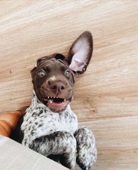 German Shorthaired Pointer Puppies, Gsp Dogs, Gsp Puppies, German Shorthaired Pointer Dog, Pointer Puppies, Dog Whisperer, Halloween Idea, German Shorthair, Shorthaired Pointer