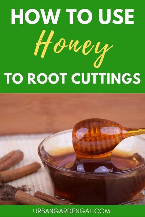 Using Honey to Propagate Plants - If you’re an organic gardener or just want to avoid chemicals in the garden, honey is a great natural substitute for rooting hormone when propagating plants #propagation #gardening Homemade Rooting Hormone, Rooting Hormone Diy, When To Harvest Ginger Root, Harvesting Ginger Root, Rooting Hormone Diy Plant Cuttings, Propogate Roses From Cuttings, Rose Cuttings, Rooting Hormone, Succulent Cuttings