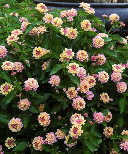 Lantana camara Landmark™ Peach Sunrise (Bigleaf Lantana) Lantana Tattoo, Lantana Plant, Lantana Camara, Butterflies And Hummingbirds, Making Plant Pots, Globe Amaranth, Grow Flowers, Hummingbird Garden, Planting Shrubs