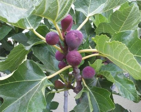 Fig Tree, Plant Sale, Fig, Birds, Google Search, Plants, Bordeaux