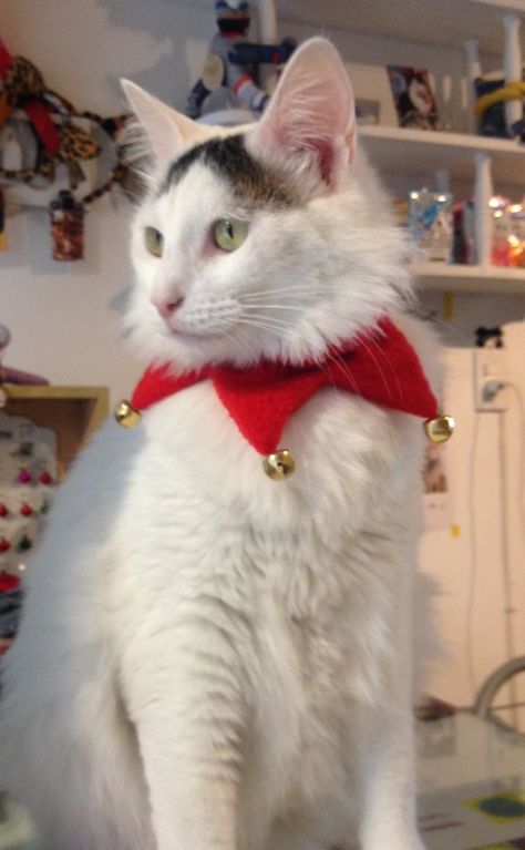 Christmas Costume Ideas, Costumes For Cats, Pet Clothes Patterns, Ideas For Cats, Christmas Cat Collar, Diy Dog Collar, Dog Clothes Diy, Pet Halloween Costumes, Dog Projects