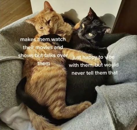 Orange Cat Black Cat Couple, Black Cat And Orange Cat Couple Dynamic, Black Cat Orange Cat Duo, Literally Us Duo, Black Cat X Orange Cat, Cat Dynamic, Cat Duo, Funny Looking Cats, Cat Couple