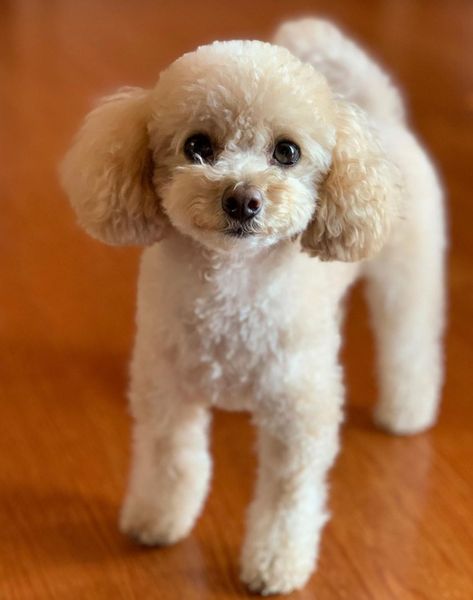 Haircuts For Toy Poodles, Bichpoo Haircut Styles, Poodle Toy Haircut Styles, Malti Poo Haircut, Teddy Bear Haircut Poodle, Cute Toy Poodle Haircut, White Toy Poodle Haircut Styles, Toy Poodle Haircut Styles Short, Toy Poodle Puppies Haircuts