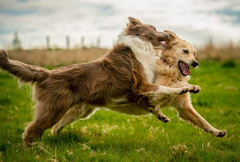 Border Collie And Golden Retriever, Golden Retriever Playing, Brown Border Collie, Lion Man, Dog Walking Services, Dark Visions, Birthday Week, Dogs Golden Retriever, The Dogs