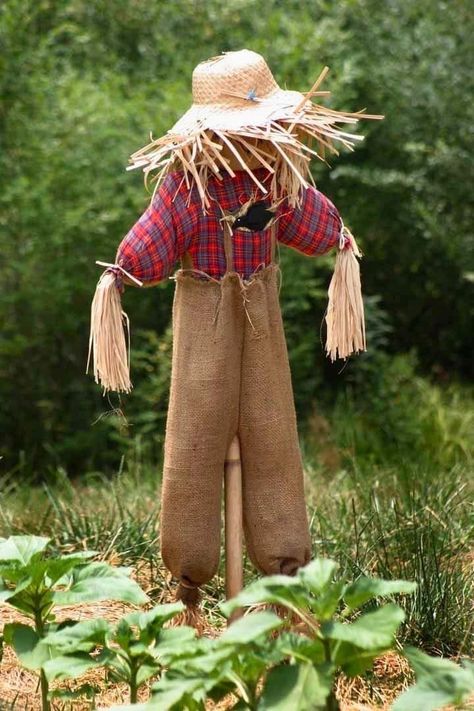 Scarecrow Song, Kids Preschool Learning, Scary Scarecrow, Make A Scarecrow, Scarecrows For Garden, Diy Scarecrow, Fall Garden Decor, Scarecrow Crafts, Scarecrow Costume