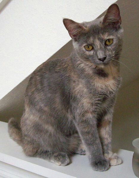 I LOVE the way grey torties look. I could totally see Juniper being best friends with a cat that looks similar to her. Grey Tortoiseshell Cat, Dilute Tortie, Tortoiseshell Cats, Tortie Cats, Tortie Cat, Tortoiseshell Cat, Calico Cats, Tabby Cats, Tortoise Shell Cat