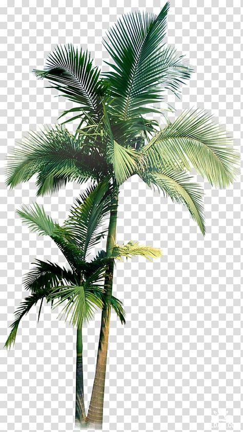 Tree Png Photoshop, New Png Background, Frame Background Png, Palm Tree Png, Green Palm Trees, Hijau Neon, Trees Png, Tree Pictures, Tree Background