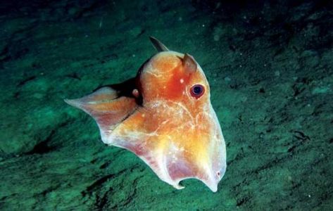 Grimpoteuthis Flapjack Octopus, Blanket Octopus, Colossal Squid, Octopus Species, Vampire Squid, Dumbo Octopus, Baby Dumbo, Sea Snake, Cute Octopus