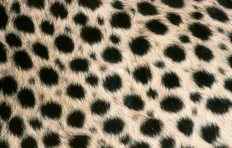 Cheetah Spots Cheetah Spots, Zoo Ideas, Animal Patterns, Cheetahs, Design Research, Summer School, Stuffed Animal Patterns, Original Image, Subjects