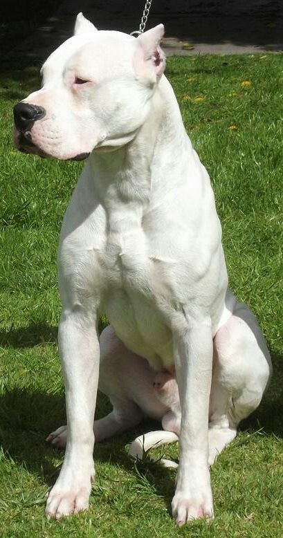 Dog Argentino, Dogo Argentino Dog, Smartest Dog Breeds, Bully Breeds Dogs, Corso Dog, Tibetan Mastiff, Search Pins, Bully Dog, English Mastiff