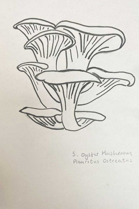 Discover the simple joy of sketching Oyster mushrooms, known for their beauty and taste. This easy guide helps you depict their distinct shapes and colors, perfect for food and nature enthusiasts. Mushroom Drawings Simple, Oyster Mushroom Illustration, Oyster Mushroom Drawing, Mushroom Drawing Simple, Easy Mushroom Drawing, Mushroom Drawing Ideas, Mushroom Sketch, Mushroom Crafts, Artistic Ideas