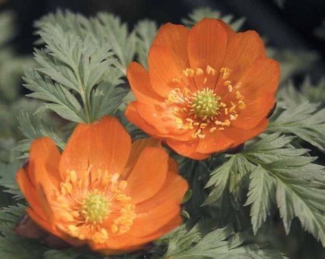 Adonis amurensis 'Chichibu Beni' is a rare and unusual orange flower -  great for plant nerds, that grows in the Spring at the Gardens of Mill  Fleurs. Adonis Flower, Unusual Plants, Flower Therapy, Bucks County, Garden Tours, Shade Plants, Plant Collection, Private Garden, Rare Plants