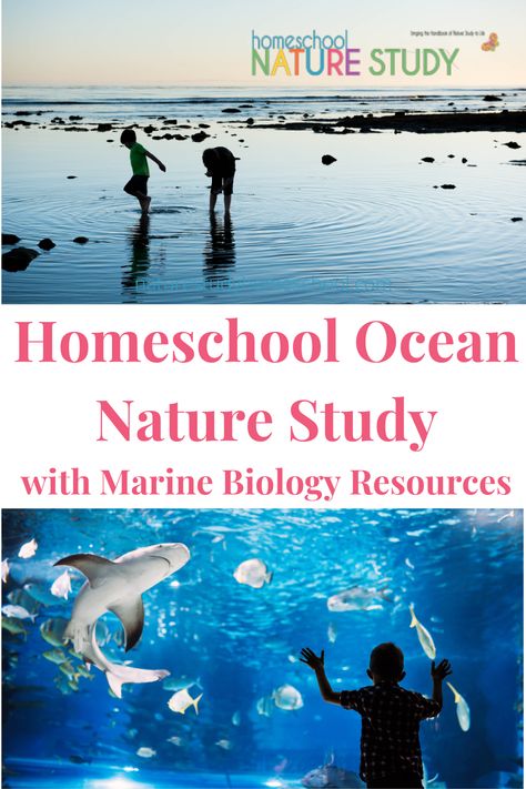 Homeschool Ocean Nature Study and Marine Biology Resources - Homeschool Nature Study Ocean Study Homeschool, Marine Biology Projects, Marine Biology Homeschool, Marine Biology Activities High School, Marine Biology Unit Study, Marine Biology Activities, Ocean Anatomy, Ocean Homeschool, Biology Activities High School