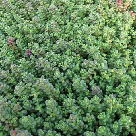 10 Sedum (Stonecrop) Varieties to Plant as Ground Cover Sedum Ground Cover, Ground Cover Shade, Succulent Ground Cover, Sedum Stonecrop, Sedum Garden, Stonecrop Sedum, Drought Tolerant Perennials, Small Yellow Flowers, Rock Garden Plants