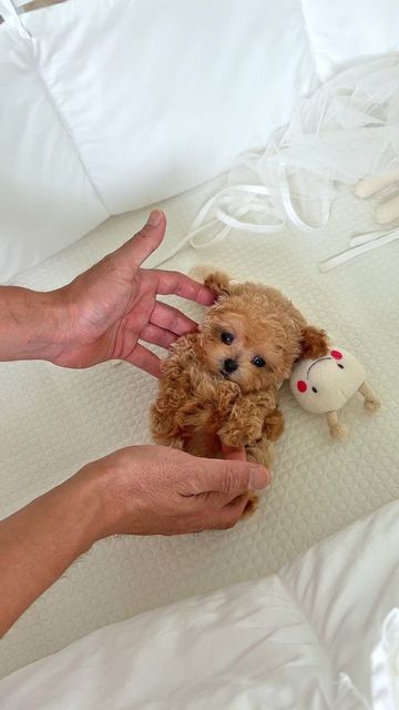 ROLLY TEACUP PUPPIES INC. on Instagram: "YURI the female poodle from ROLLY. Professionally taken care by our care team, look at her relax in our care. ❤ #poodle #creampoodle #teacuppoodle" Rolly Teacup Puppies, Sofia Wallpaper, Pets Images, Female Poodle, Dogs Poodle, Teacup Poodles, Miniature Poodle Puppy, Teacup Poodle Puppies, Teacup Poodle