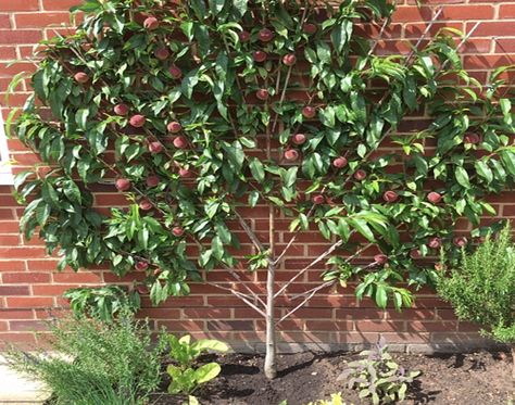 Growing Peach Trees, Espalier Trees, Orchard Ideas, Garden Party Aesthetic, Small Fruit Trees, Fruit Trees Backyard, Espalier Fruit Trees, Planting Schemes, Fruit Tree Garden