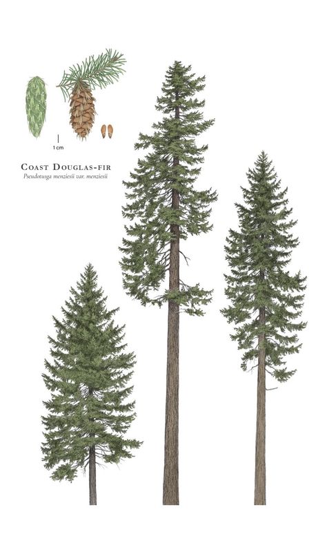 Fir Tree Aesthetics, Doug Fir Tattoo, Douglas Fir Tree Drawing, Douglas Fir Tattoo, Forest Shrubs, Pseudotsuga Menziesii, Douglas Fir Tree, Types Of Trees, Tree Diagram